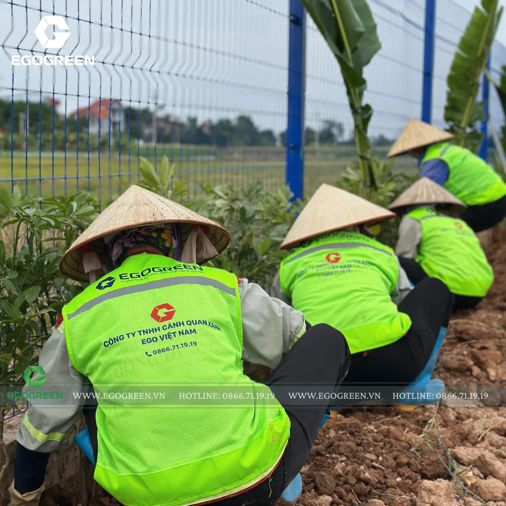 EGOGREEN lắp đầy khoảng không bằng những bụi cây nhỏ.